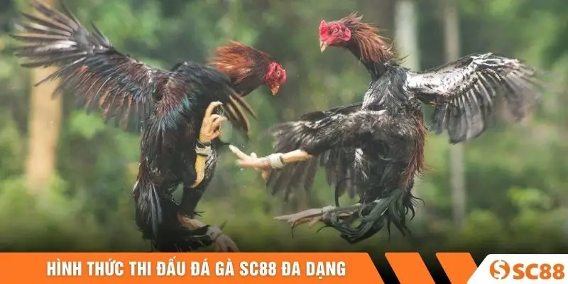 Hình thức thi đấu đá gà SC88 đa dạng Hình thức thi đấu đá gà SC88 đa dạng