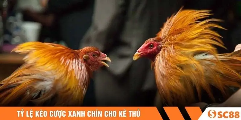 Tỷ lệ kèo cược xanh chín cho kê thủ Tỷ lệ kèo cược xanh chín cho kê thủ